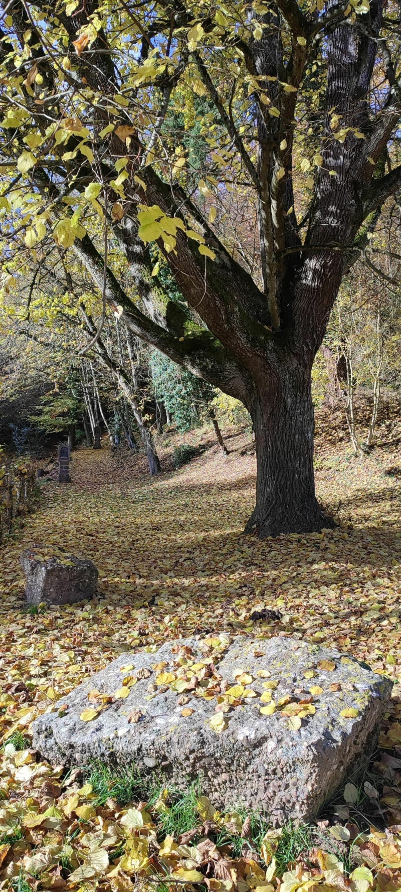 Boucle autour du Couvert St Marc - Gueberschwihr