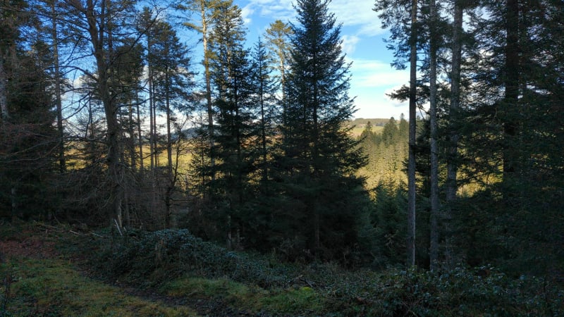 Balade en forêt depuis Pont Souvignet. - Tarentaise