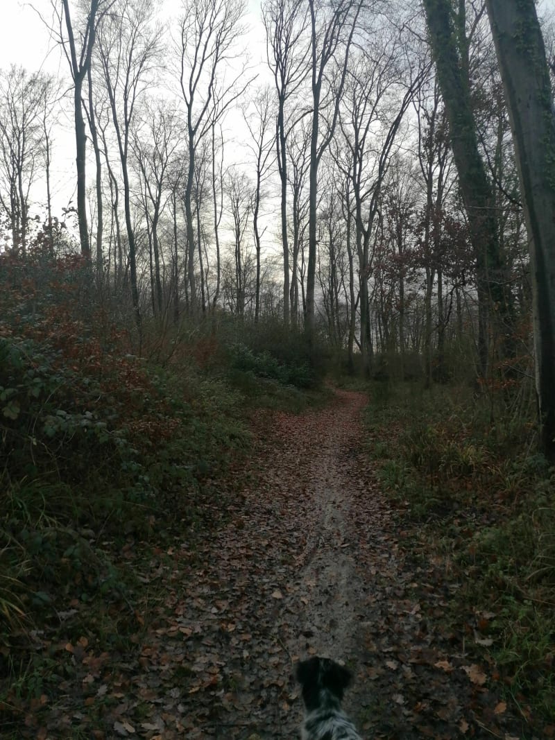 Petite boucle forestière à Saint-Sauveur - Saint-Sauveur