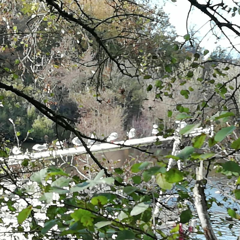 Randonnée vivifiante en bord de l'Erdre. - Nantes