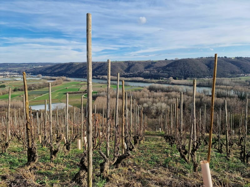 Lône du Rhône et vignoble - Condrieu