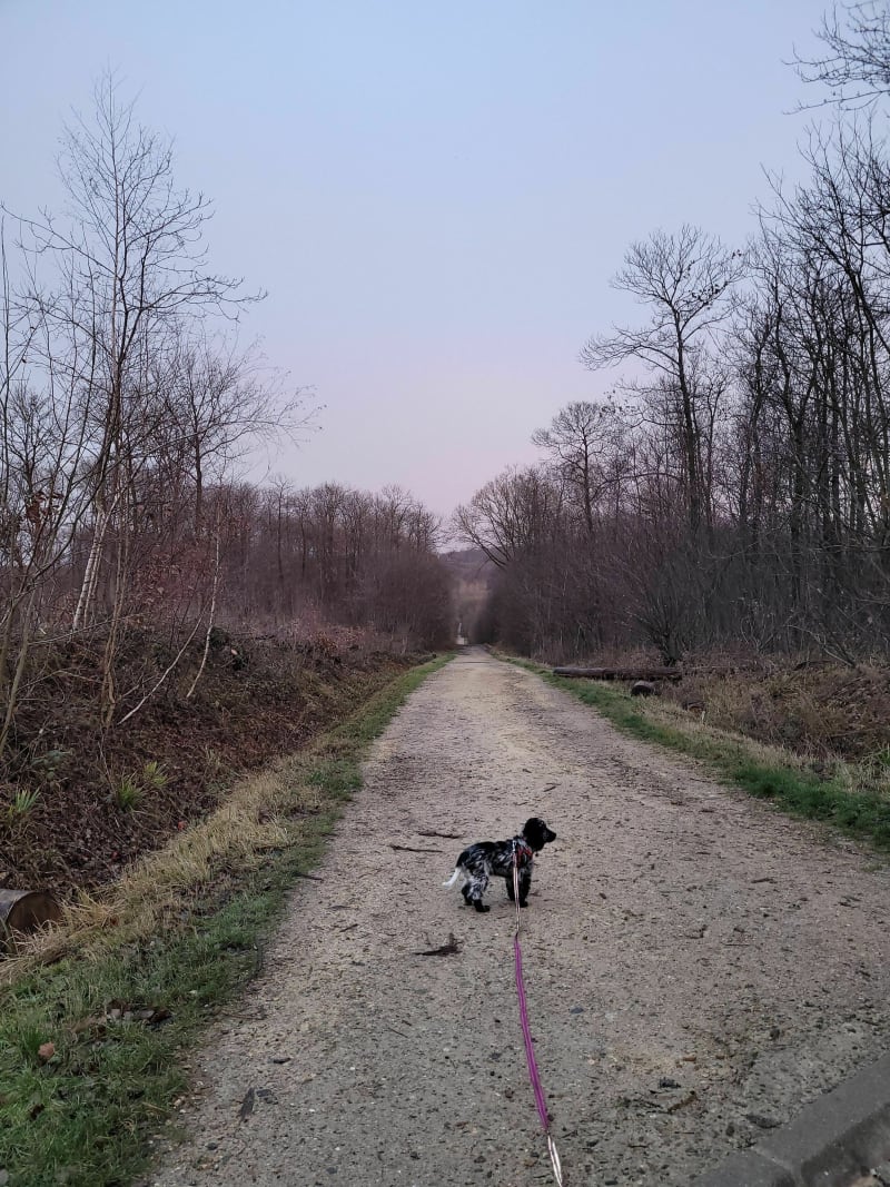 Route forestière du Prieuré - Saint-Brice-sous-Forêt