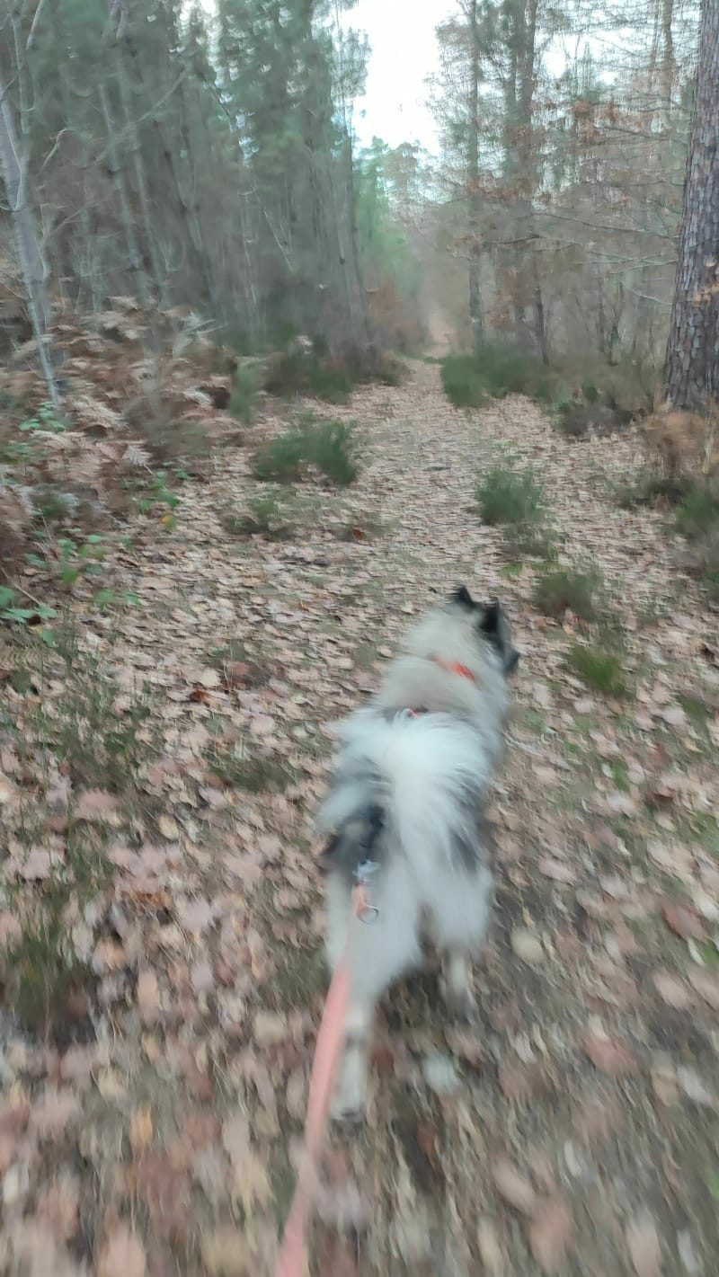 Cani marche dans les bois de Bouconne - Pujaudran