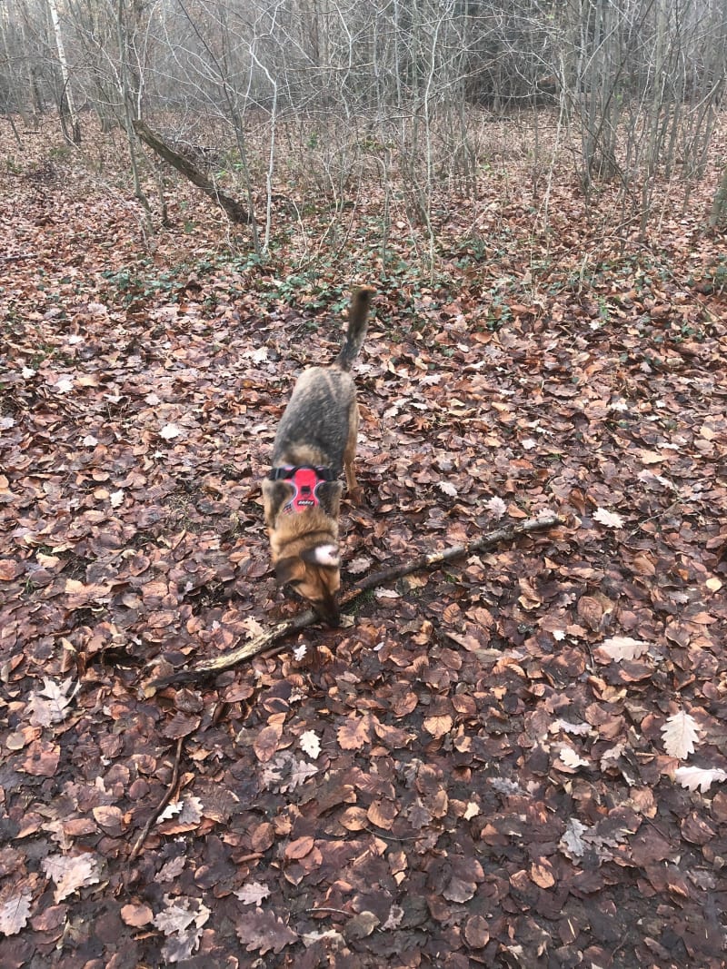 Forêt de Saint Cucufa sous la pluie - Rueil-Malmaison
