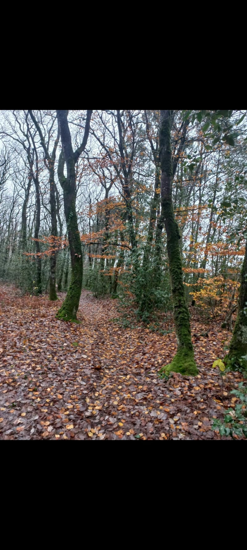 Forêt de Machecoul - Machecoul-Saint-Même