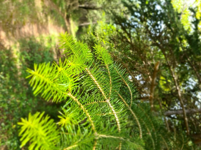 Sous le bois de Teyran - Teyran