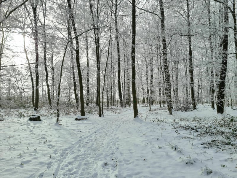 Tour de la forêt Waltembourg - Waltembourg