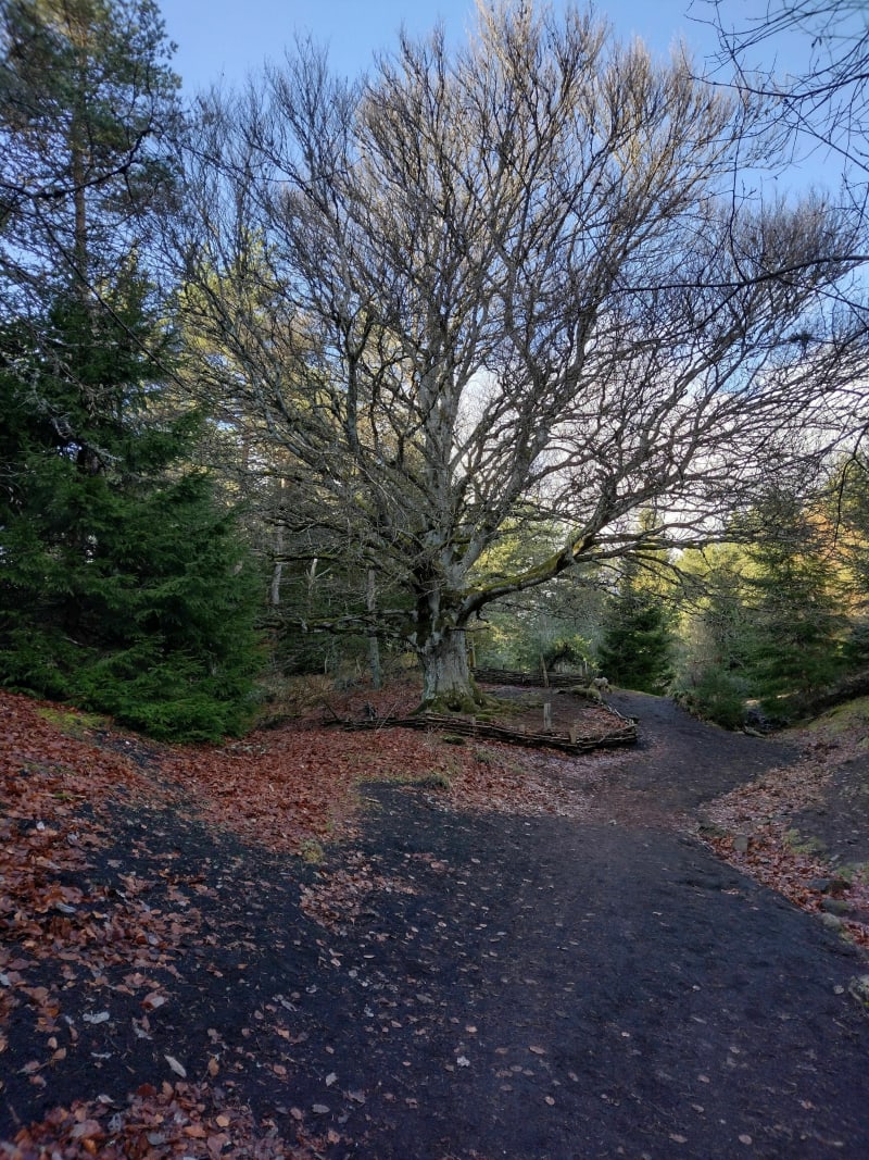 Randonnée autour de la Maison du Parc - Aydat