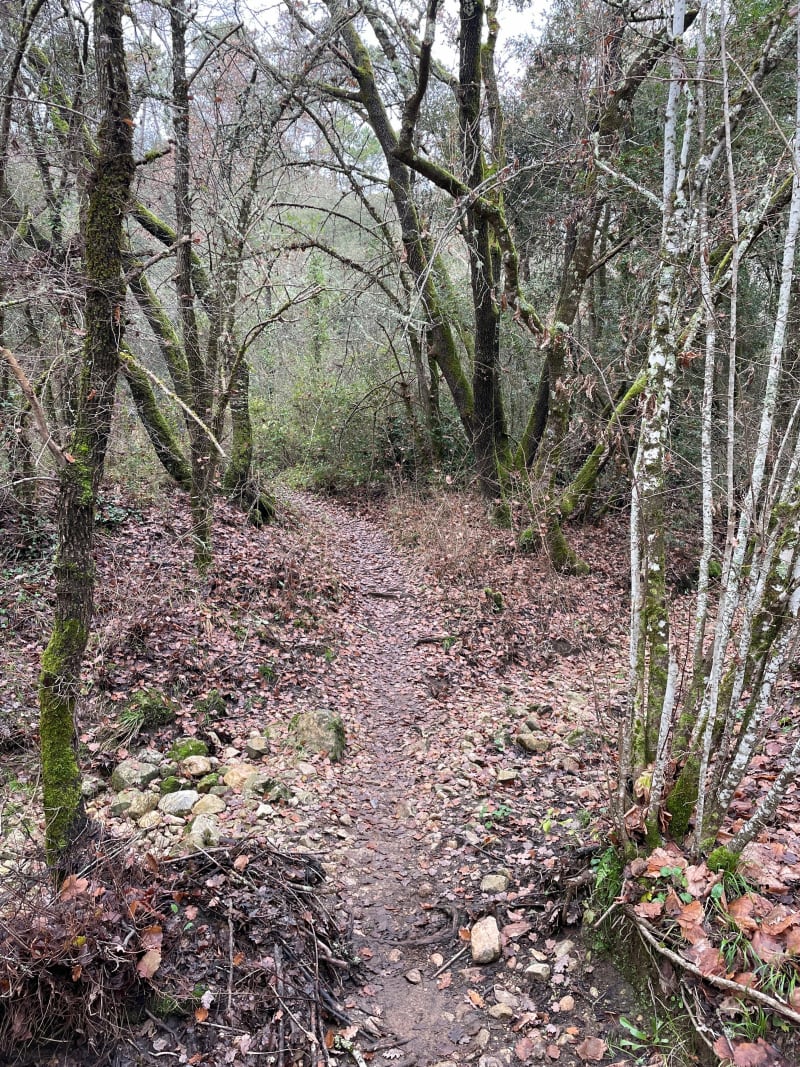 Parc du Sinodon, piste du Darbousson et du Curnier - Valbonne