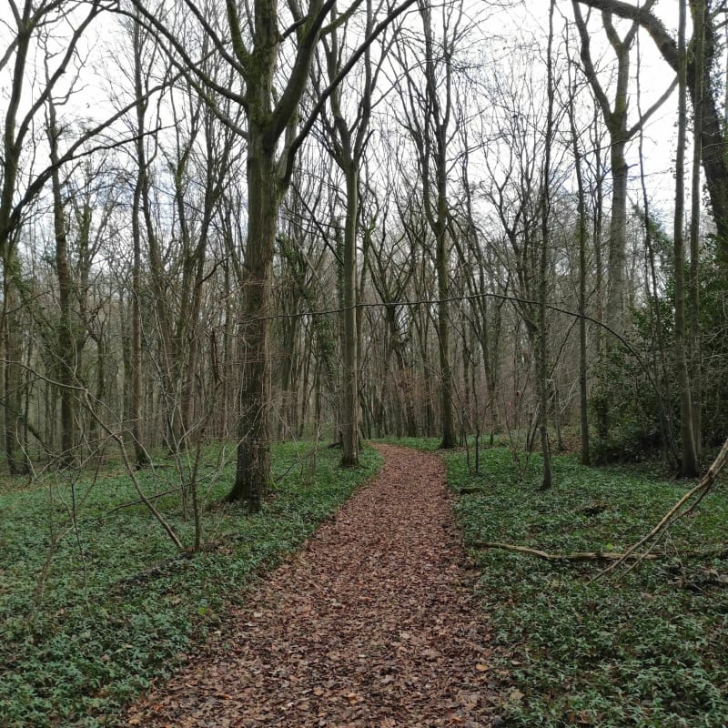 Jolie balade dans les bois de Calmont - Saint-André-Farivillers