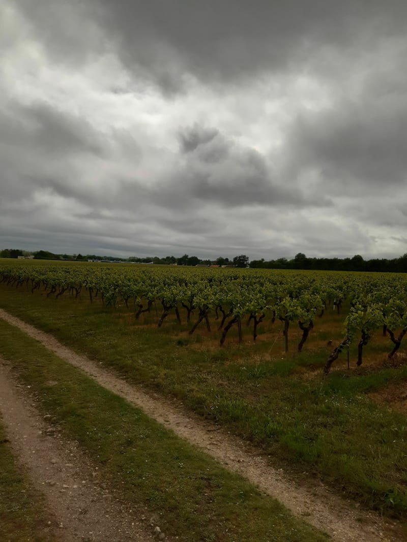 Petit tour des vignobles depuis la Tindière - Bouaye