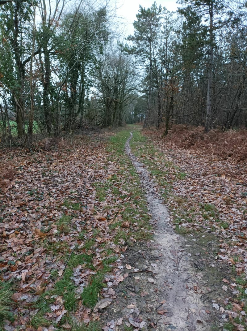 Forêt de Vouillé - Quinçay