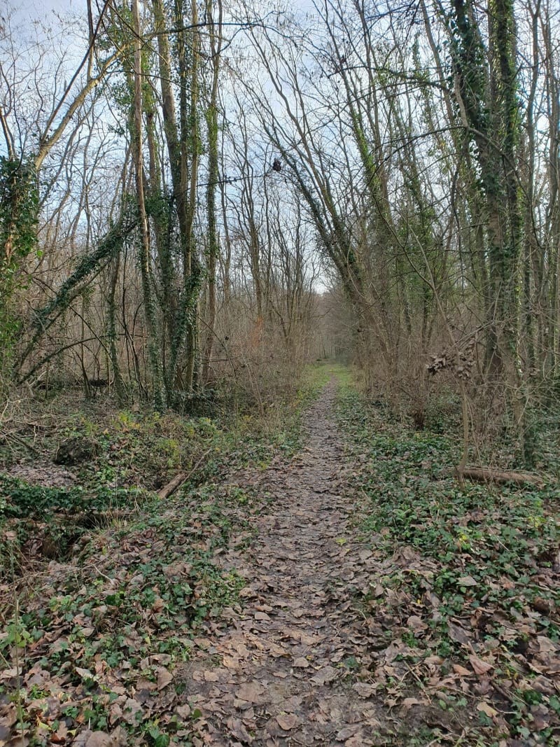 Petite balade à la forêt de Le Plessis Brion - Le Plessis-Brion