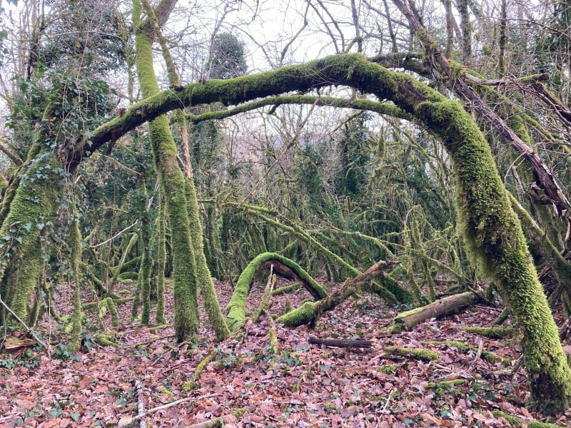 Petit tour en forêt de Chatelard - Géovreisset