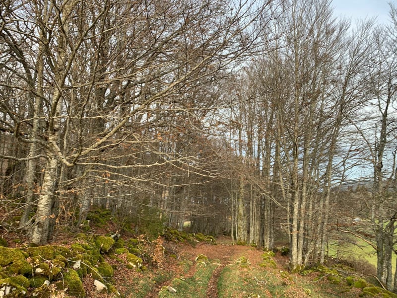 Dans la forêt du Risoux - Les Rousses
