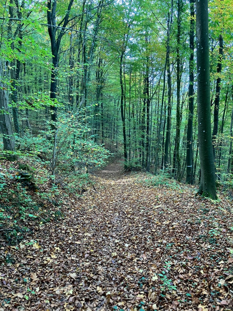 Balade du plan d’eau de Briey jusqu’au bois - Val de Briey