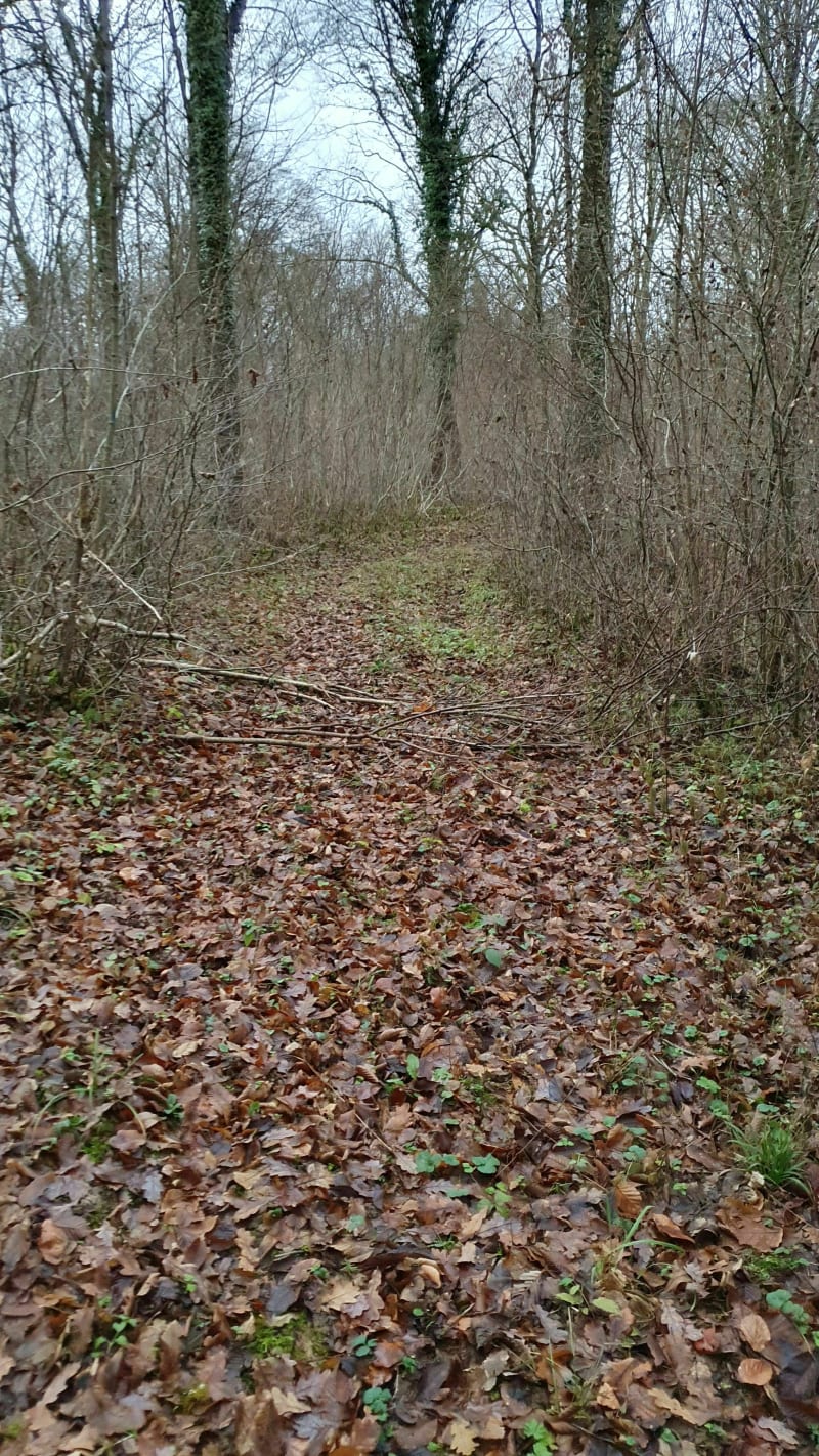 Balade au Bois de Mance - Avril