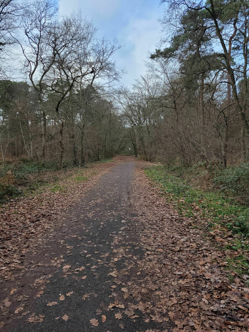 Une superbe promenade en forêt de Oissel - Oissel