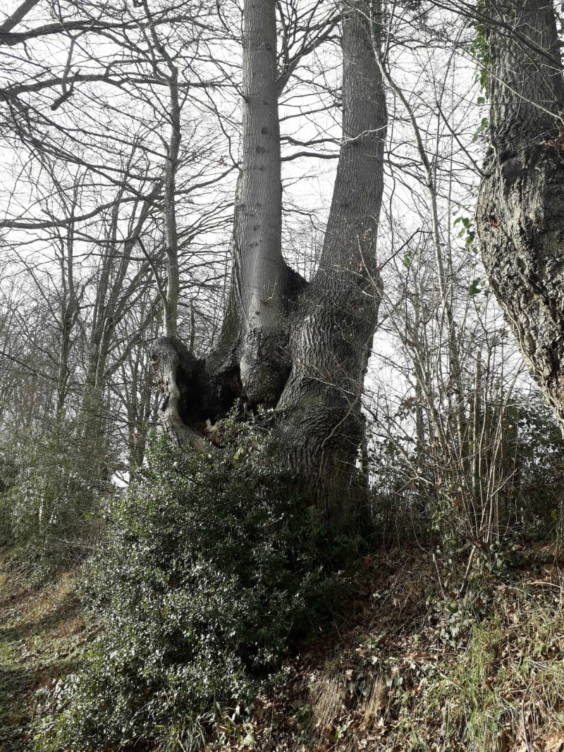 Belle randonnée auTuffe sud - Tuffé-Val-de-la-Chéronne