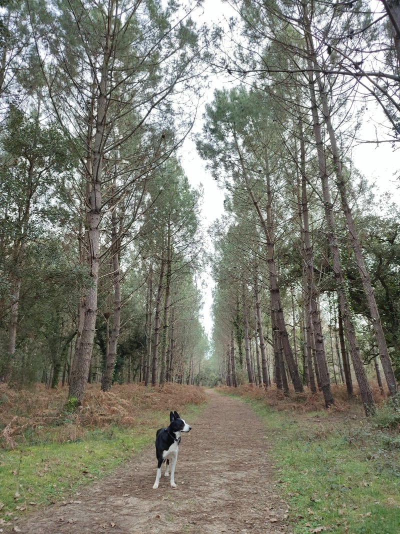Forêt de Ondres - Ondres