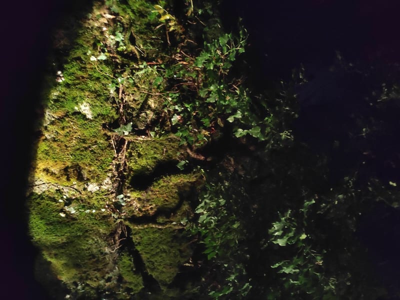 Forêt de Rhones-Conflans - Albertville