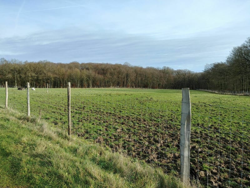 Ballade digestive par l'étang d'Or à Rambouillet - Sonchamp