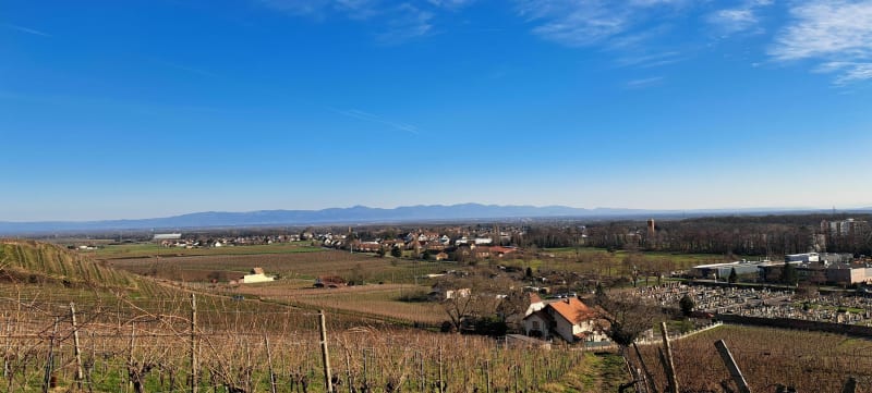 Balade dans les vignes d'Issenheim - Guebwiller