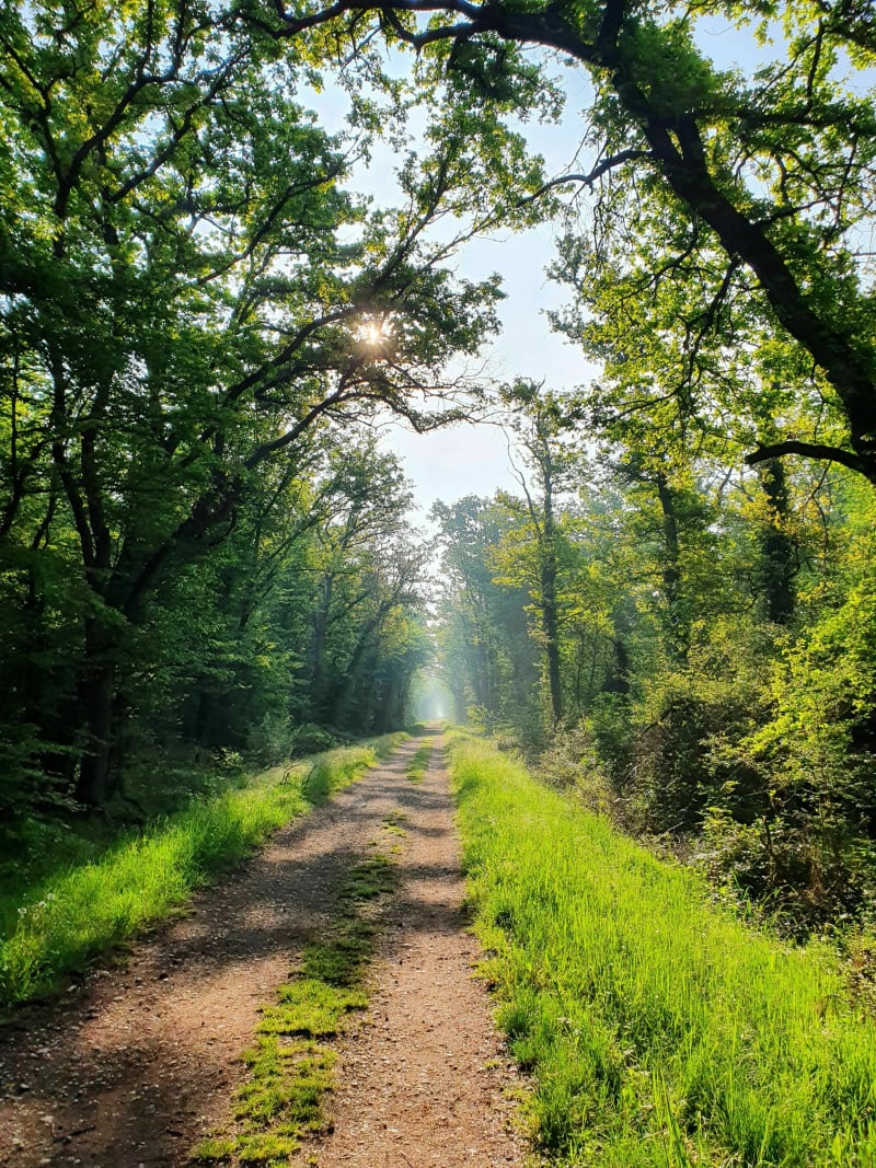 Forêt du Nonnenbrug et Grossbaden - Lutterbach