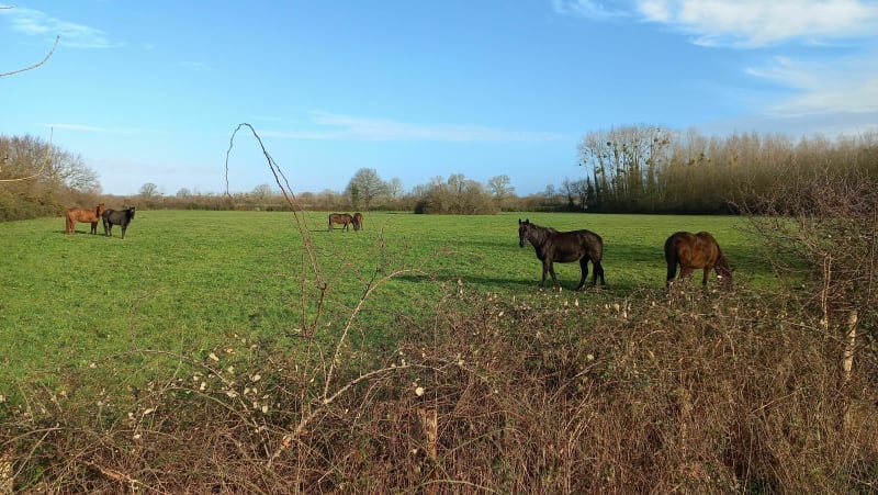 Au depart du Bilais à travers les prés aux chevaux - Drefféac