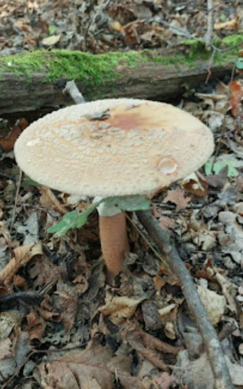 Bois de Jussy - Jussy