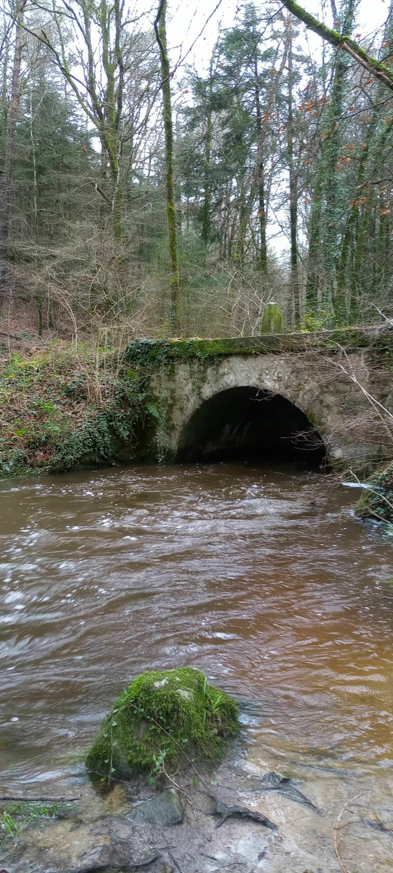 Balade dans la forêt domaniale de Clohars Carnoët - Quimperlé