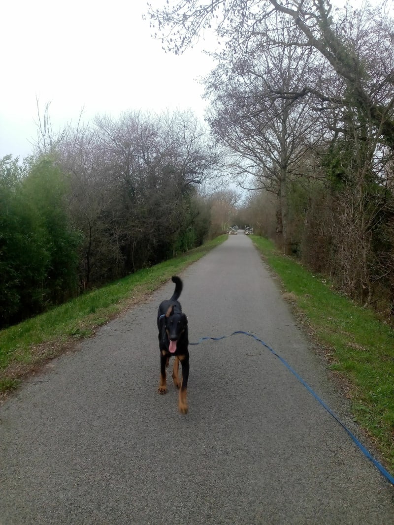 Boucle entre voie verte et bord de Seille - Louhans