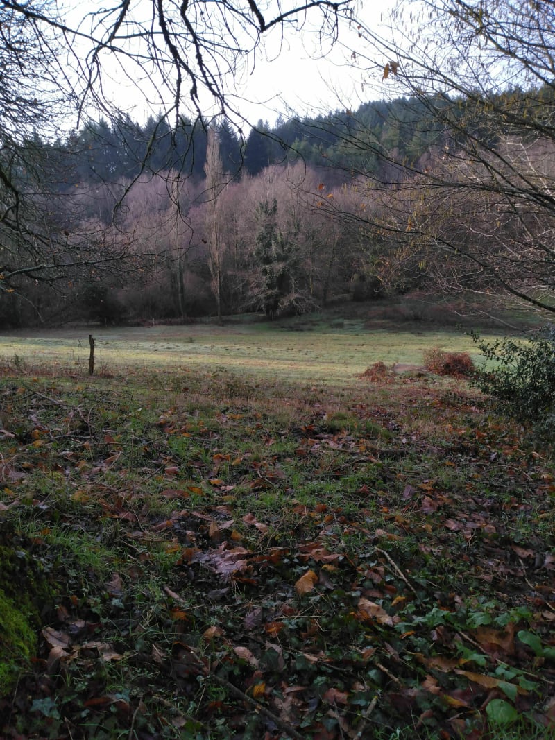 Balade dans les bois de Dournazac - Dournazac