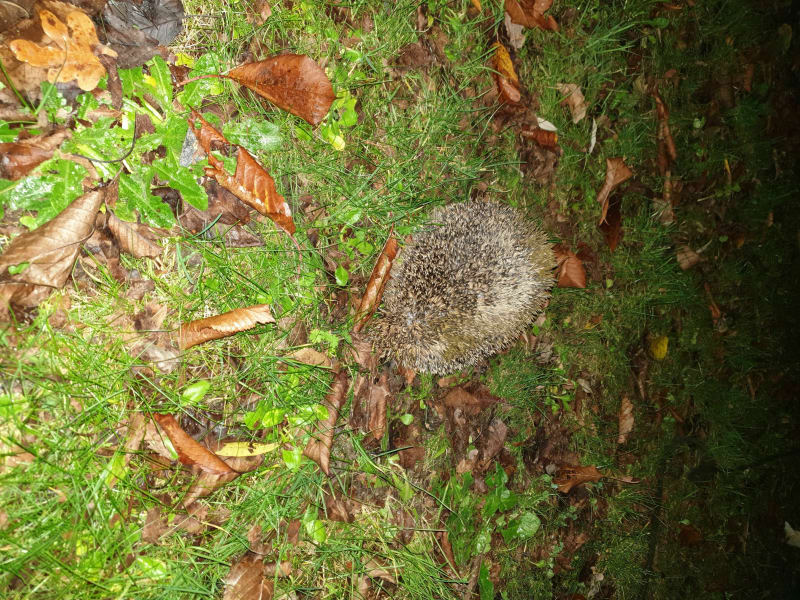 Balade parc tayra 2 - Beauregard
