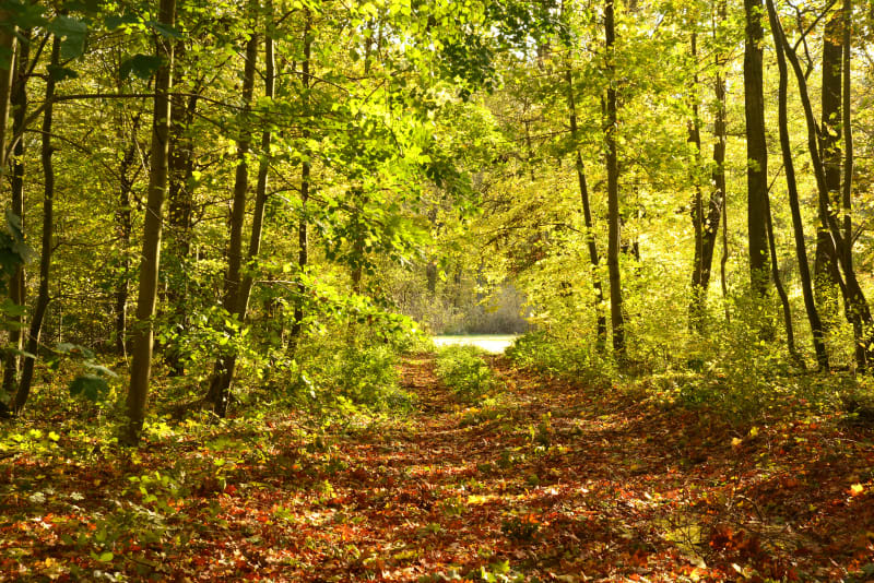 A la frontale dans la forêt de Malmaison - Rueil-Malmaison