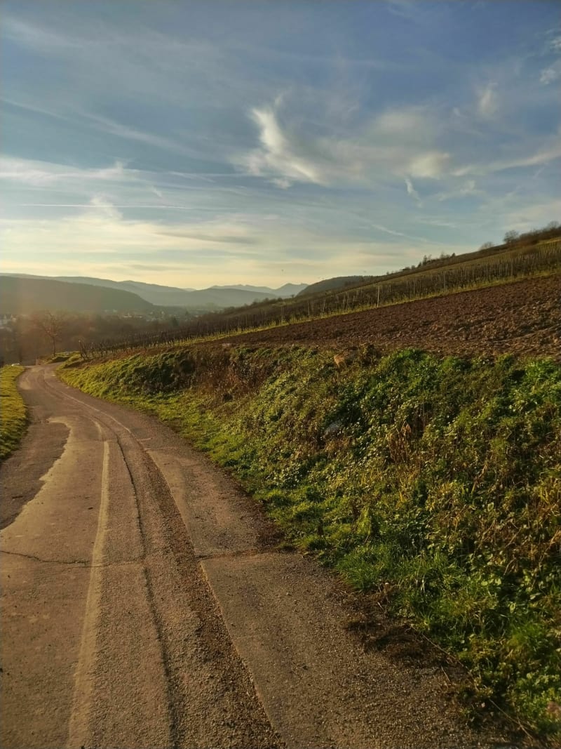 Balade dans les vignes retour le long de la bruche - Mutzig