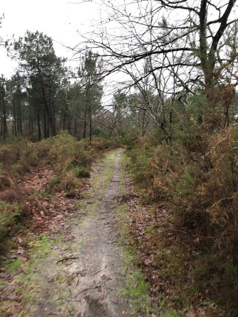 Promenons nous dans les bois, de gare de Gujan à gare de la Hume - Gujan-Mestras