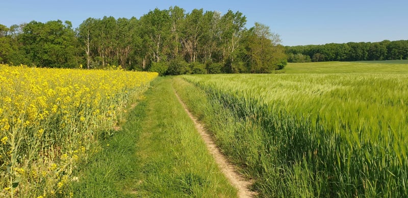 Sur les sentiers du bois de Courcelles sur Nied - Sorbey
