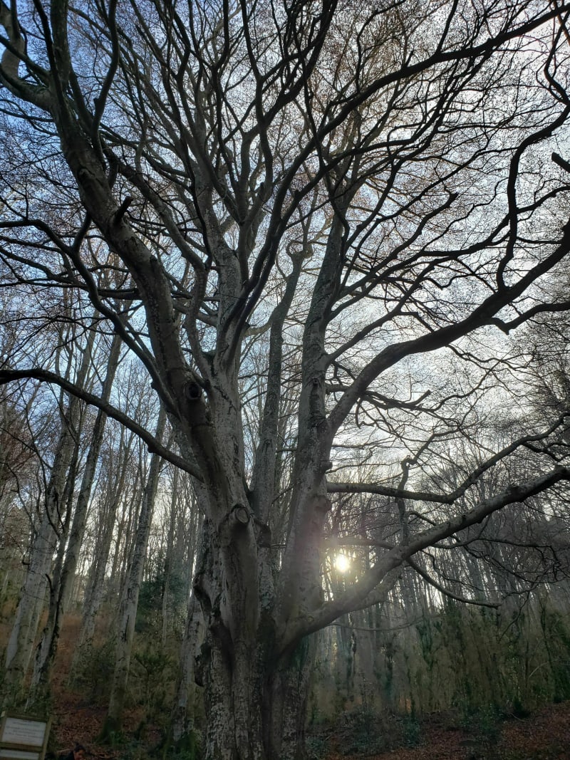 La forêt communale du Vivier - Le Vivier