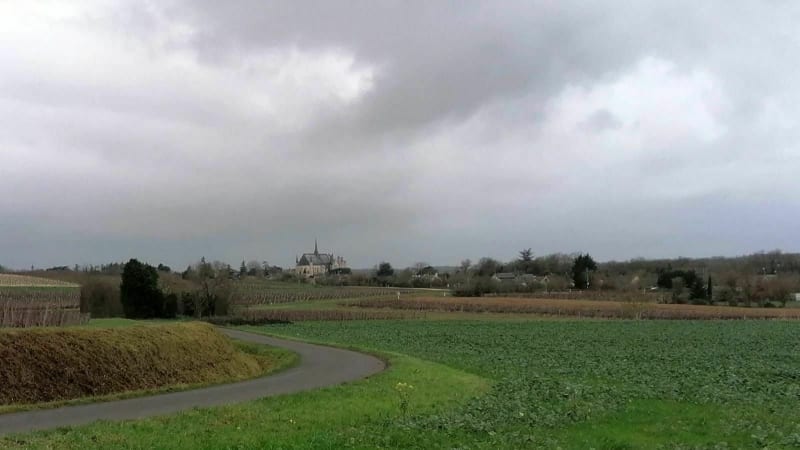 Balade à travers les vignes de Montreuil-Bellay - Montreuil-Bellay