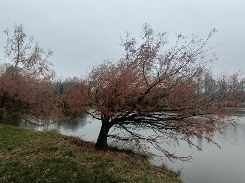 La nature et le calme dans l'arboretum de Chèvreloup - Le Chesnay-Rocquencourt