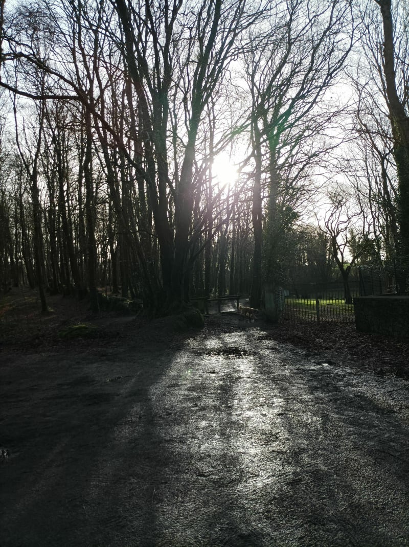 Balade au Bois de Keroual - Guilers