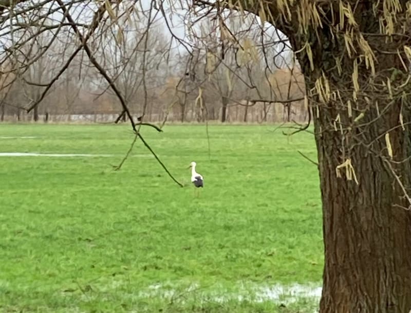 Marais Brésil et balade le long de la Seine - Anneville-Ambourville