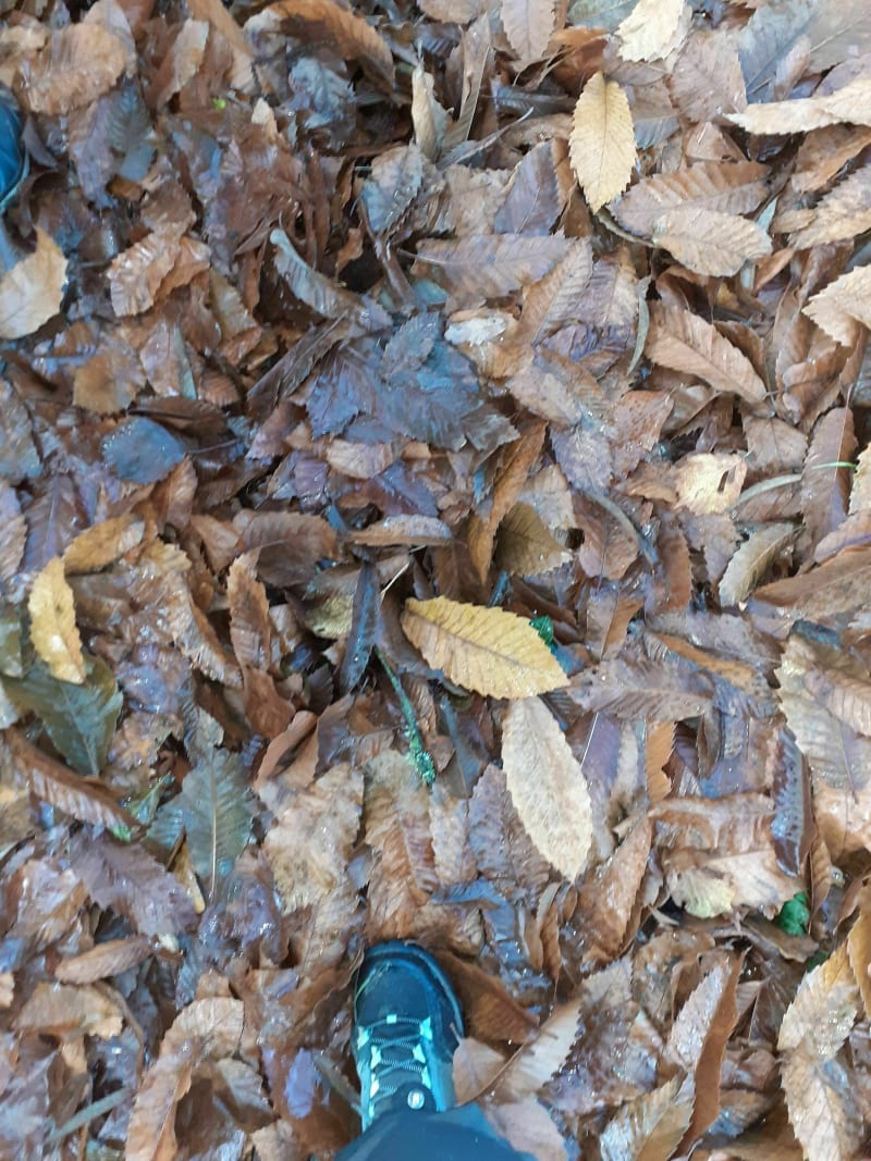 Saint-Sulpice-la-Forêt : promenons nous dans les bois... - Saint-Sulpice-la-Forêt
