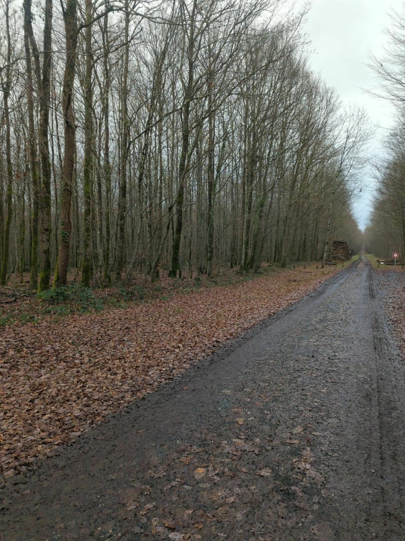 Balade dans la Bois Long - Bunzac