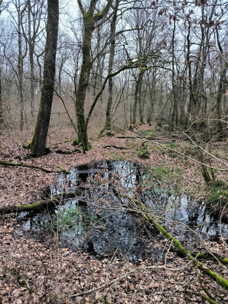 Wandeling in het Montmain-bos - Montmain