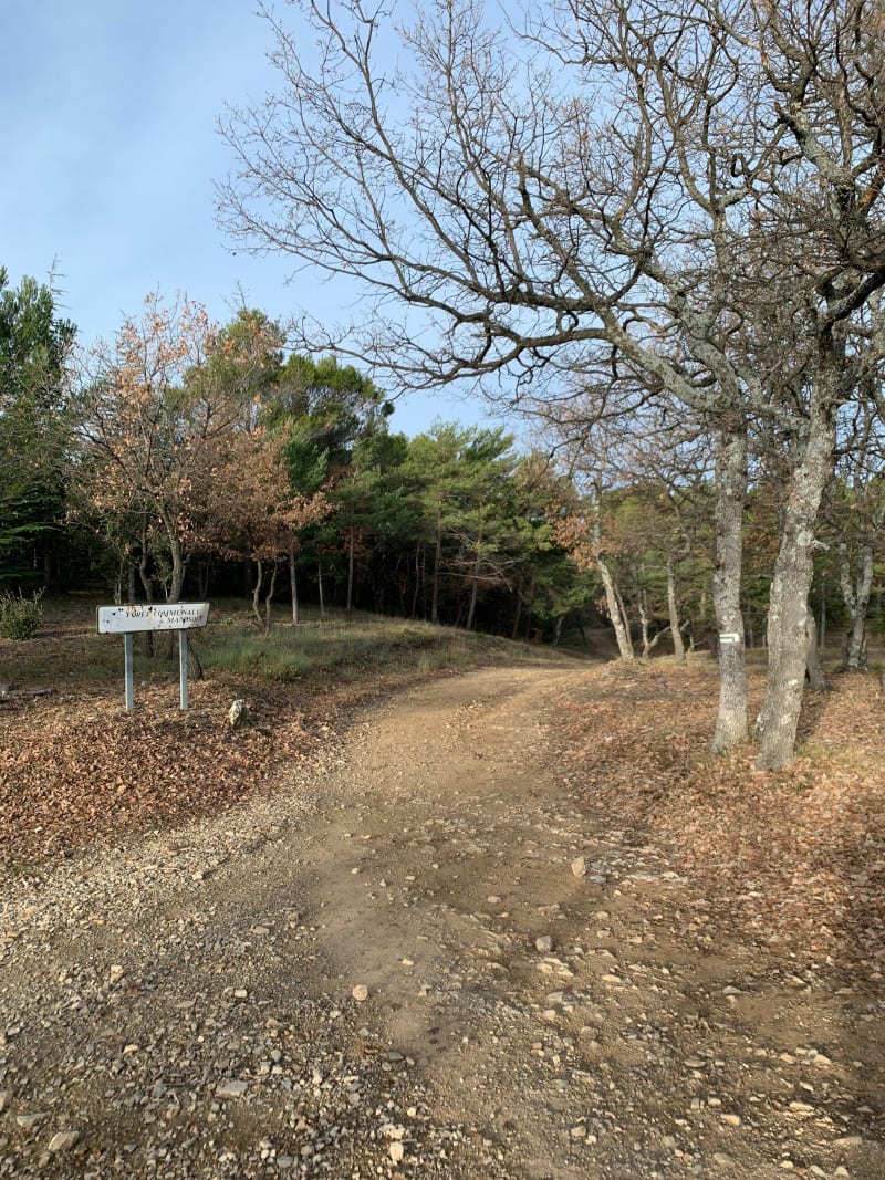 Forêt de Manosque et la thomassine - Manosque