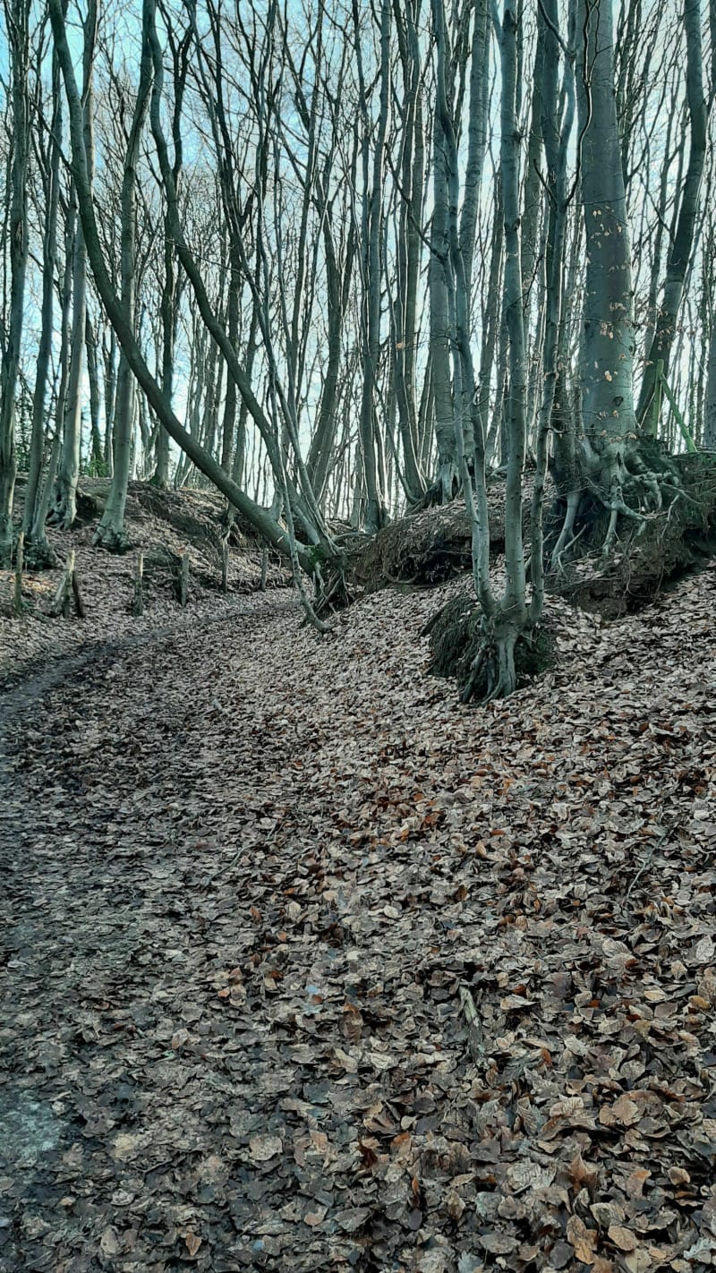 Cambron et les fonds du Grand Bois - Cambron