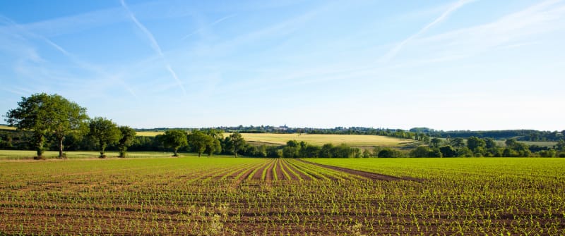 Balade campagnarde vers la Basse Frelandière - Bellevigny