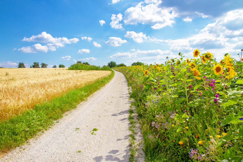 Boucle autour de Mandres - Mandres-les-Roses